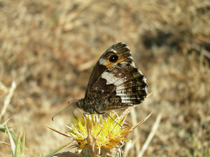 Argynnis elisa